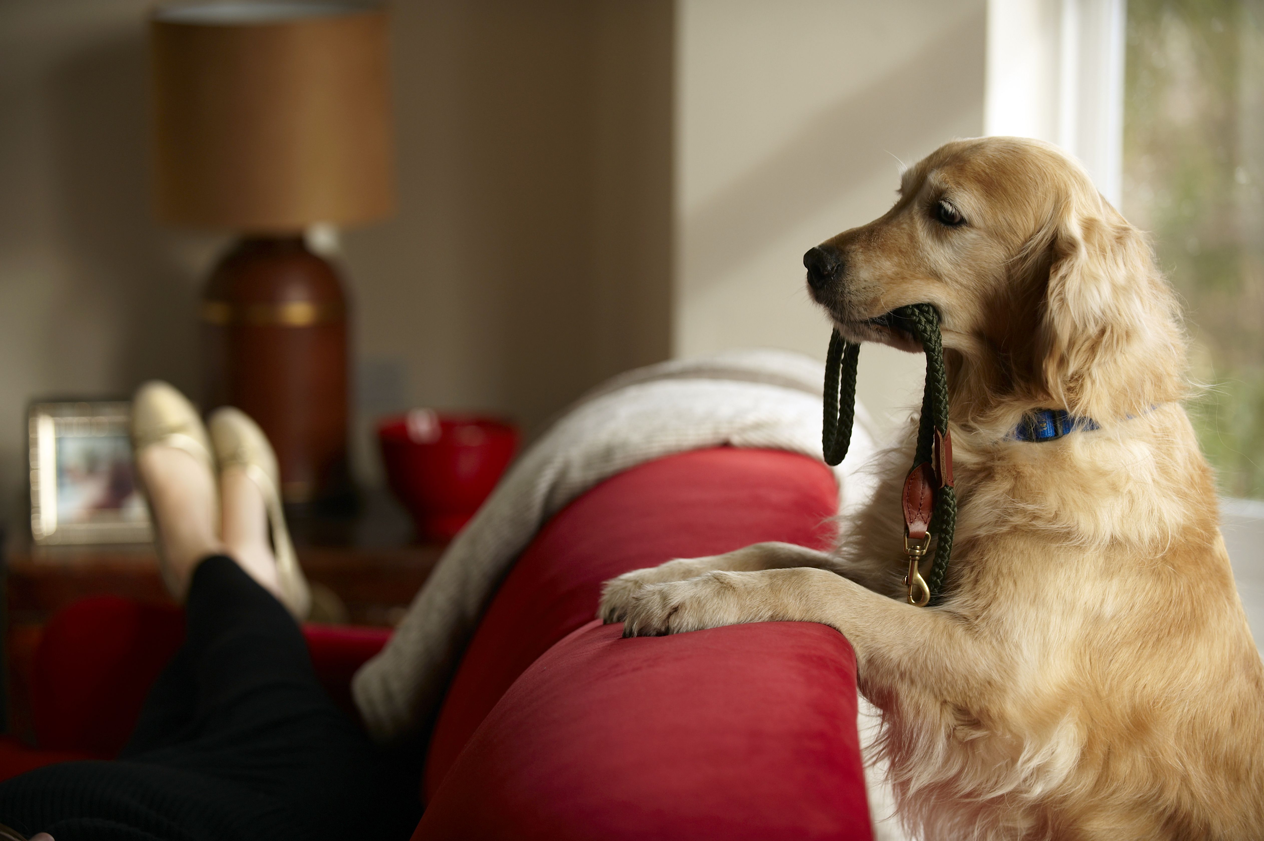 Dogs recognise human emotions