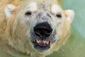 Inuka, first polar bear born in the tropics, is put down.jpg
