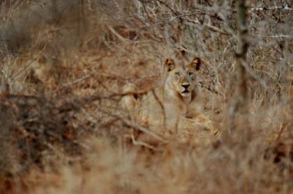 let Africa's big cats down.jpg