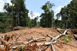 Damaged Amazon rainforest teetering on the brink oo.jpg