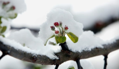 Spring in February.jpg