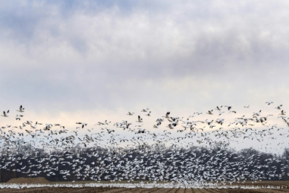 Bird flu detected in mammals but risk to humans low.jpg