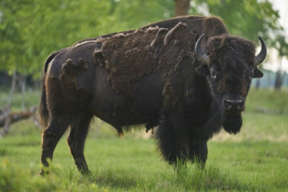 Bison reintroduced to Canada's Banff thrive again.jpg