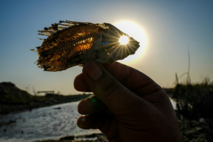 Iraq's marshes are dying, and a civilisation with them.jpg