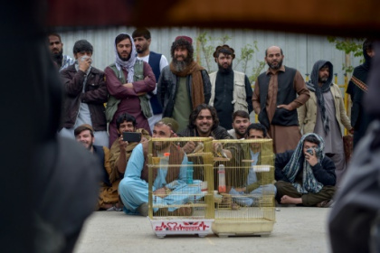 birdsong duels enthral Afghans.jpg