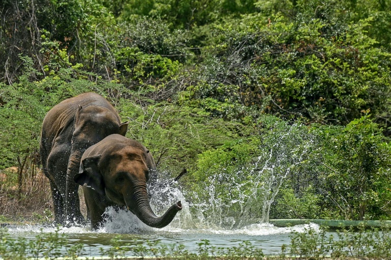 India's elephant warning system tackles deadly conflict