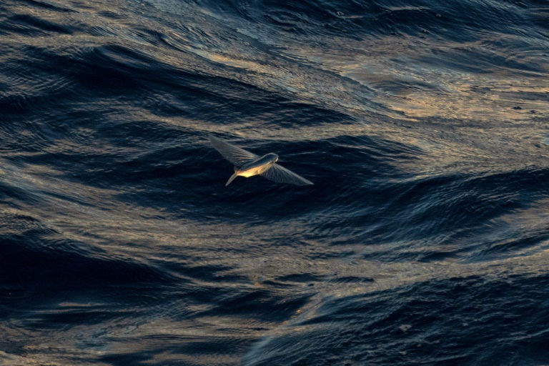 What is the high seas treaty?