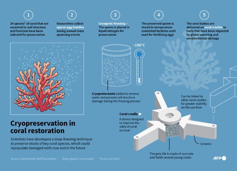 Coral frozen in time throws lifeline for Great Barrier Reef