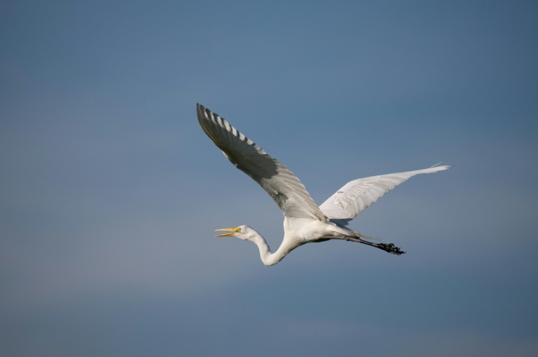 Scientists track egret's 38-hour flight from Australia to PNG