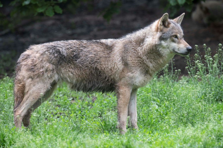 Wolf protection downgrade gets green light in EU