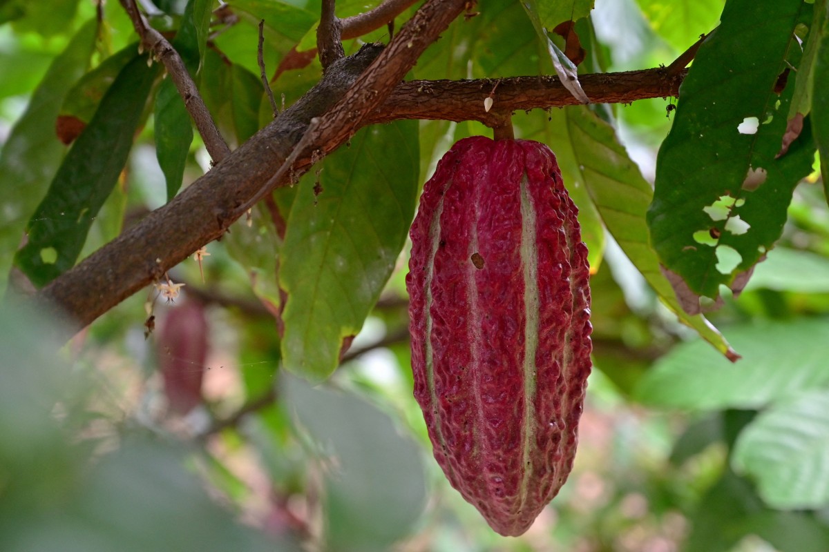 Better than gold: how Ecuador cashed in on surging cocoa prices