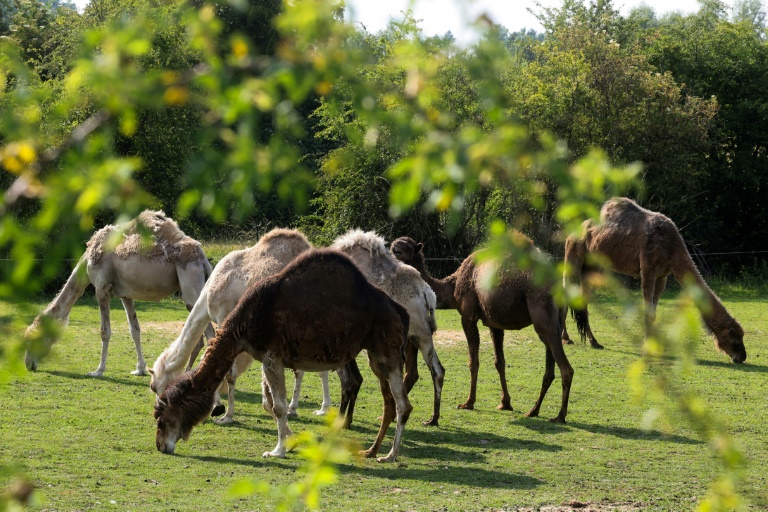 French farmer bets on camel milk in camembert country