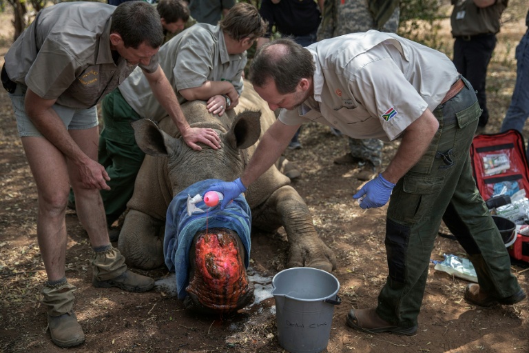 Dehorning of South African rhinos slashed poaching: study