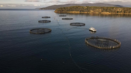 Salmon pens belonging to the Tassal company located off Charlotte Cove, in the d'Entrecasteaux Channel in Tasmania. - Gregory PLESSE