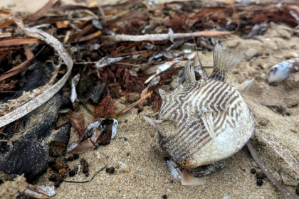 A vast bloom of toxic algae is killing more than 200 species of marine life off the coast of South Australia - Brad MARTIN (AFP)