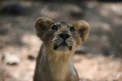 Asiatic lions are slightly smaller than their African cousins, and have a fold of skin along their bellies - SAM PANTHAKY (AFP)