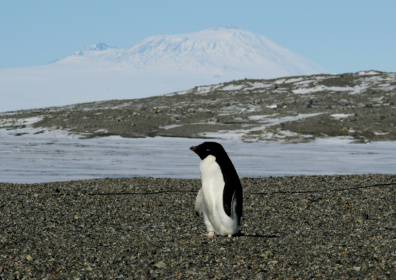 Adelie penguins, along with other seabirds such as Imperial Shags, expel large amounts of ammonia through their droppings - Mark RALSTON (AFP)