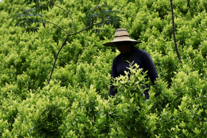 Colombia is the world's top producer of cocaine, a drug derived from the coca leaf - JOAQUIN SARMIENTO (AFP)