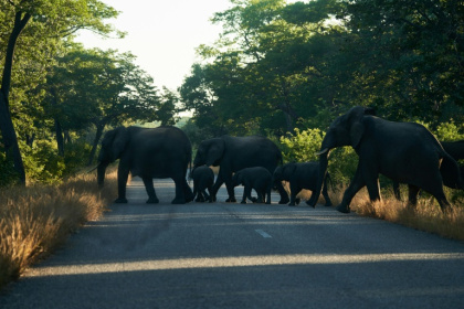 Zimbabwe is home to the second-biggest elephant population in the world - Zinyange Auntony (AFP)