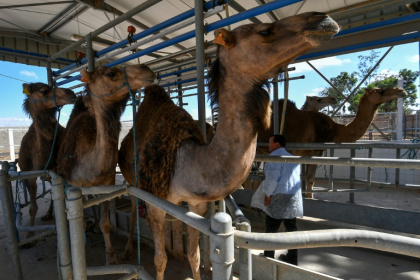Containing up to five times more iron than cow's milk, camel milk is non-allergenic - FETHI BELAID (AFP)