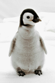 An emperor penguin chick at SeaWorld, California, on October 4, 2010 - HANDOUT (AFP)