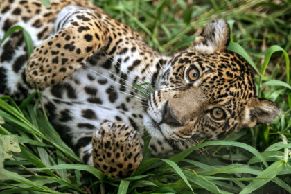 Jaguars are more commonplace in the Amazon or the Pantanal wetlands, but many are brought to Sao Paolo state by wildlife traffickers - Nelson ALMEIDA (AFP)