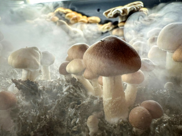 Psilocybin is a naturally occurring psychedelic compound found in some species of mushroom and can cause hallucinations and an altered state of mind - JOHN MOORE (AFP)