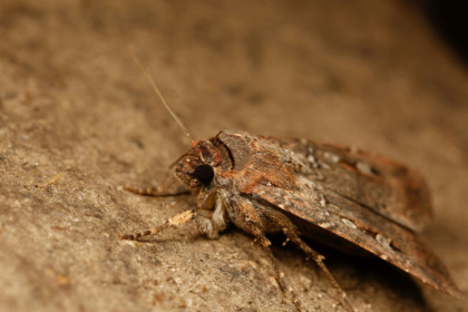 Bogong moths use Earth's magnetic field like a compass - Ajay Narendra (AFP)
