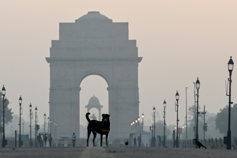 Indian top court orders roundup of stray dogs in Delhi