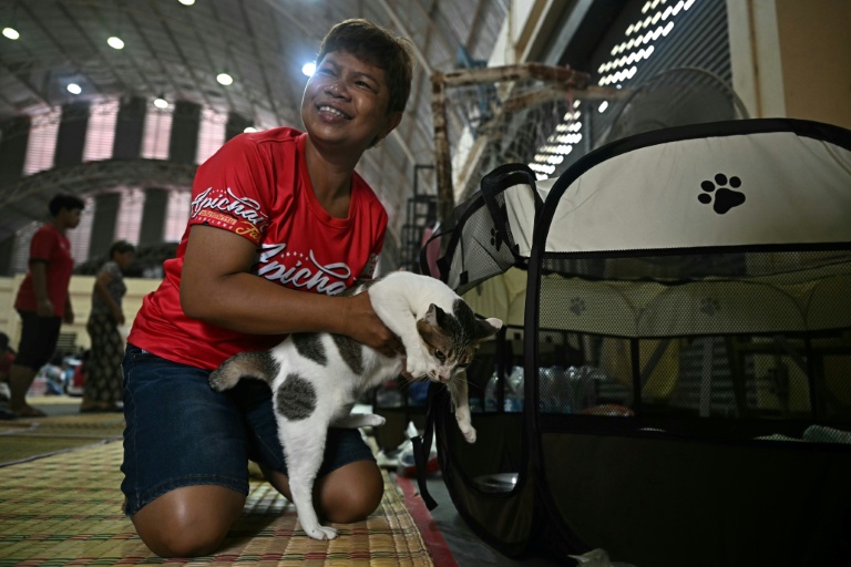 Thai woman herds cats under fire in Cambodia clashes