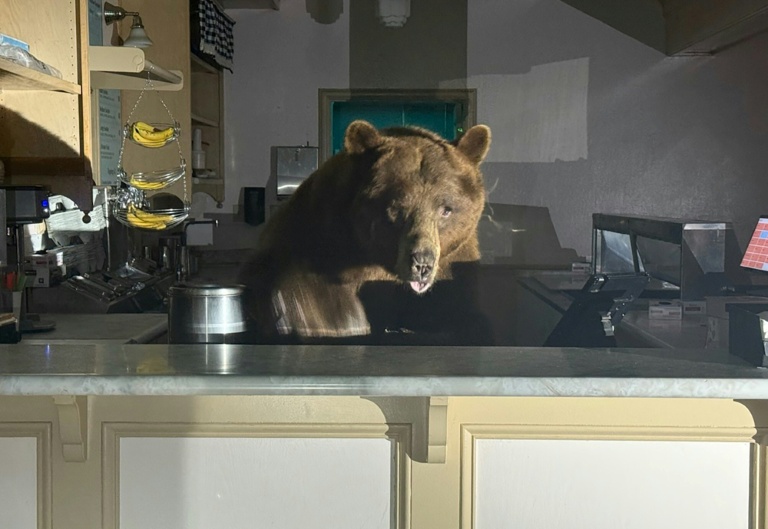 Got the scoop: Bear takes over California ice cream shop
