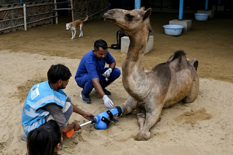 Pakistani camel relearns to walk with prosthetic leg