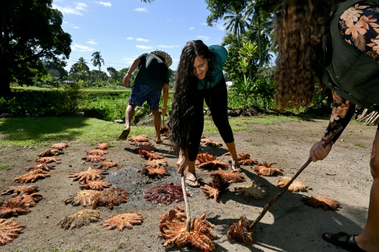 Cook Islands wages war on 'plague' of hungry starfish