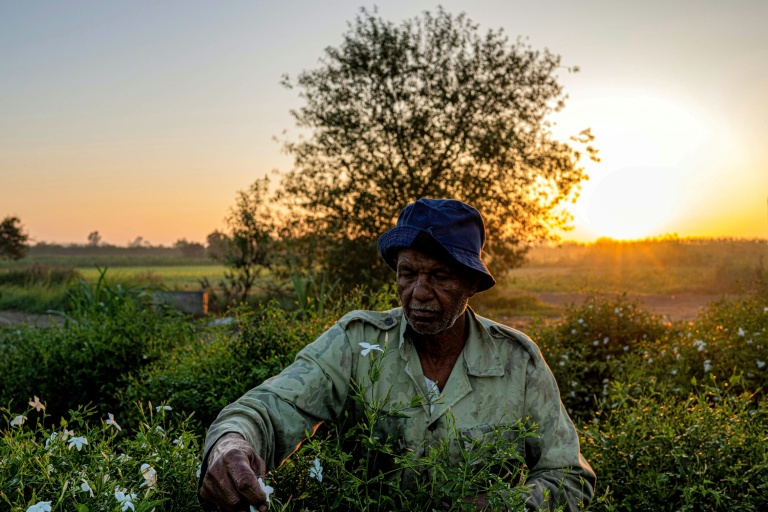 Egyptian farmers behind world's perfumes face climate fight alone