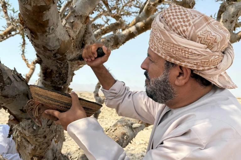 In oil-rich Oman, efforts to preserve frankincense 'white gold'