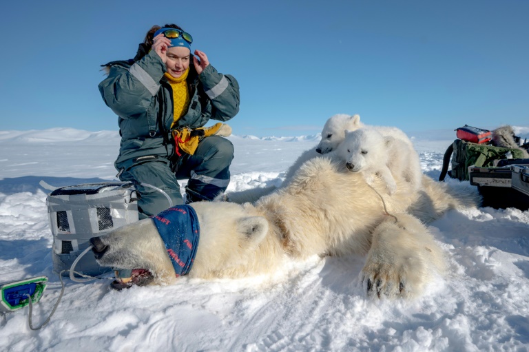 The eye-opening science of close encounters with polar bears
