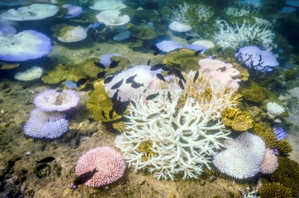 The Australian Institute of Marine Science said there was no doubt the number one driver of the reef bleaching was climate change - David Gray (AFP)