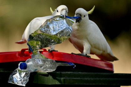 Many Australians regard cockatoos as something of a nuisance, a reputation owed in part to the parrots' cacophonous, screeching cries - Saeed KHAN (AFP)