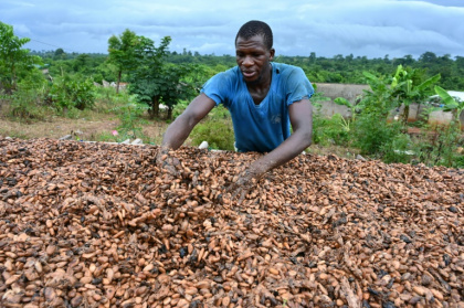 Failed harvests helped drive a meteoric rise in cocoa prices since late 2023 - Issouf SANOGO (AFP)