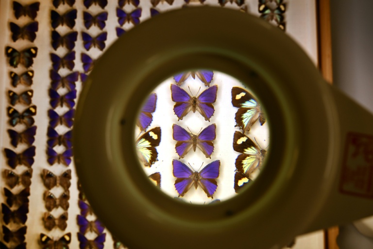 Australian scientists grapple with 'despicable' butterfly heist