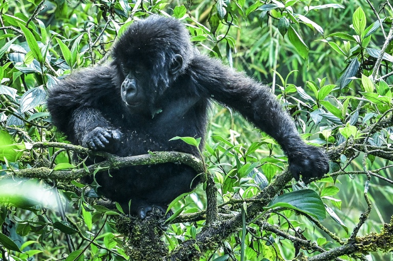Overcrowding kills infant gorillas in Rwanda habitat