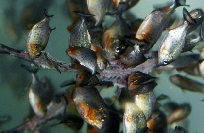 Pet owners rearing the four species have been asked to notify the authorities and hand them over so the fish can be confined to state-run aquariums - ADEK BERRY (AFP)