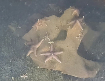 Footage captured by a submersible of starfish on the exposed TNT of an unexploded Nazi bomb at the bottom of the Baltic Sea - Andrey VEDENIN (AFP)