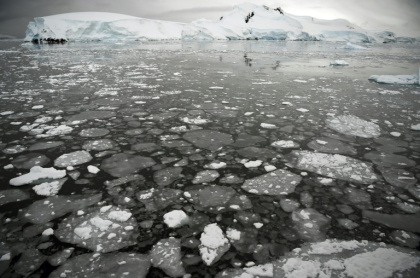 Ice floating on the surface of the sea in the western Antarctic peninsula in 2016 - EITAN ABRAMOVICH (AFP)