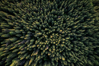 Some 54 percent of the world’s forests are in only five countries - Ed JONES, Ed JONES (AFP)