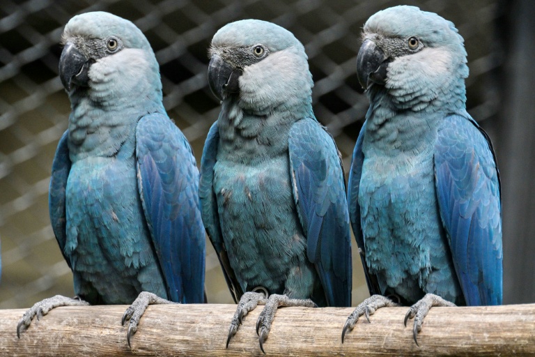 Lethal virus hits last rare blue macaws in Brazil wild