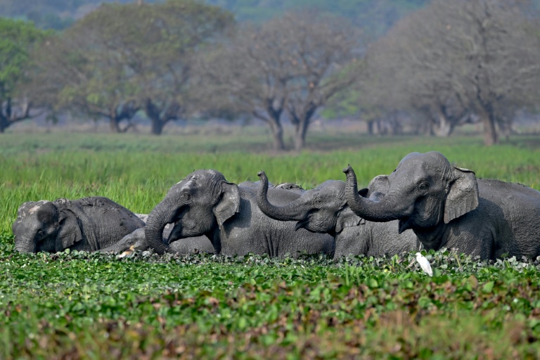 India hunts rampaging elephant that killed 20 people