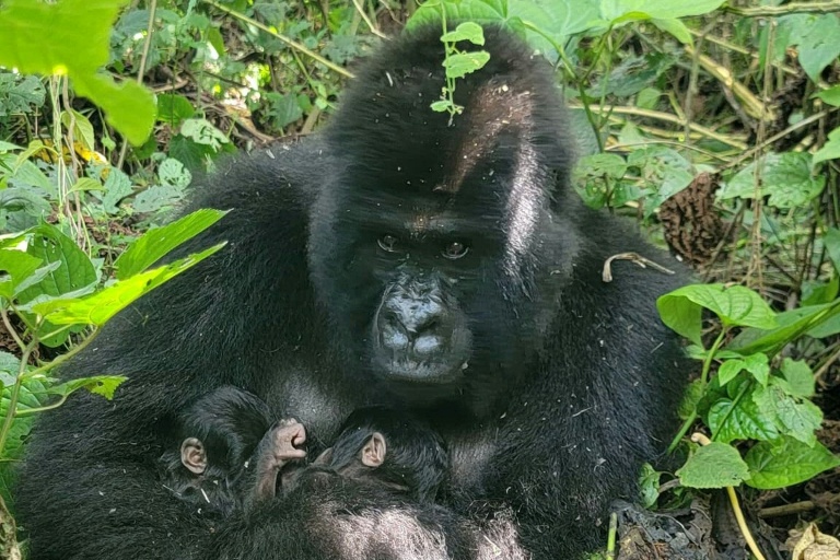 Rare gorilla twins born in conflict-hit DR Congo nature park