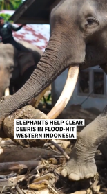 elephants.png