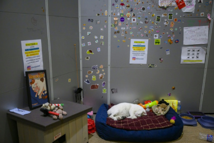 'Here people and cats live side by side, as equals,' according to Istanbul residents - Yasin AKGUL (AFP)